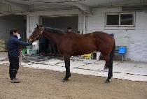 ���θ���Ŀ (WINE MAKER) ����