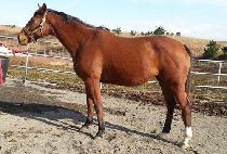 ��Ʋ�����Ŷ (GENTLEMEN��S LOCKET) ����