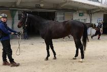 ü������ (CHANGE RATTE) ����