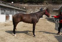 ����ö�� (SUPER CHEOLIN) ����