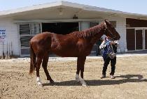 ���轺 (GOLD SOCKS) ����