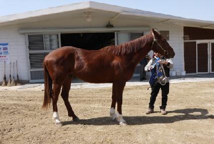 ���轺 ����