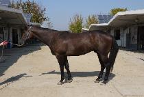 �Ѻ��帲 (HANBIT DREAM) ����