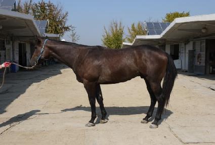 �Ѻ��帲 ����