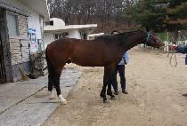 õ�� (CHEONHAENG) ����