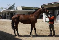 ������ȣ (BEONGAE BIHO) ����