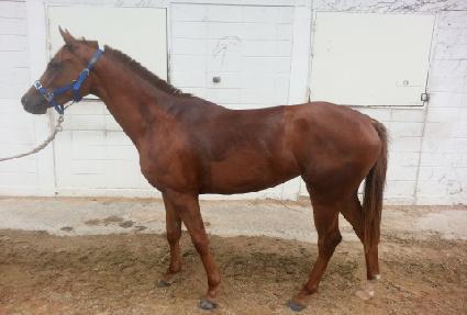 ������ ����