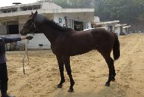 ���ġ�� (YONGWANG CHIEF) ����