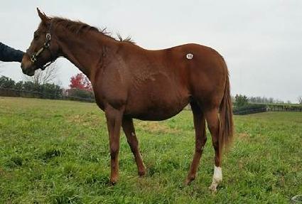 ���̾���� ����