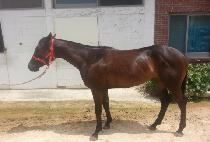 ����¡�ڸ��� (RISING KOREA) ����