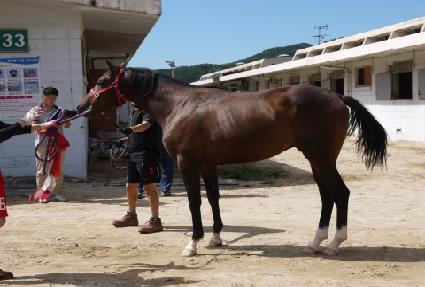 ��ǳ��Ÿ ����