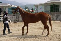 ������Ϸ� (DIXIE HALO) ����