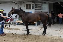 ���峪�̳� (BOLD NINER) ����