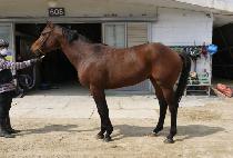 ����Ʈ�˸��� (BEST ALYDAR) ����