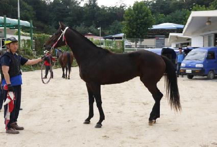 ����Ƽ�� ����