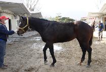 ���簶���� (BLUE GALLOPER) ����