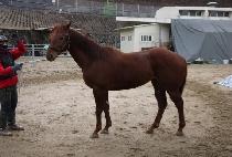 ��Ǫ���ʰ� (NEULPUREUN TANGO) ����