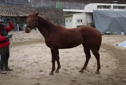 ��Ǫ���ʰ� ����