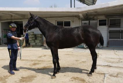 ���ӽ�ȭ ����