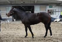 ��Ǫ������ (NEULPUREUN CHADOL) ����