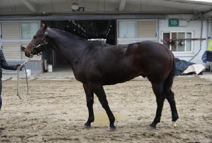 ��Ǫ������ ����