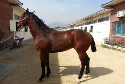 ��Ǫ���巡�� ����