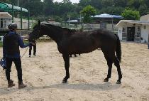 ���ϵ���̾� (ROCK HARD DIA) ����