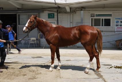 �޴Ͻ�ī�� ����