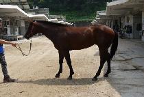 �������� (WELLBEING JOY) ����