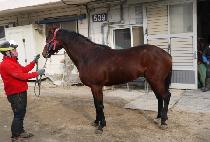 ����۽�Ʈ (DUAL FIRST) ����