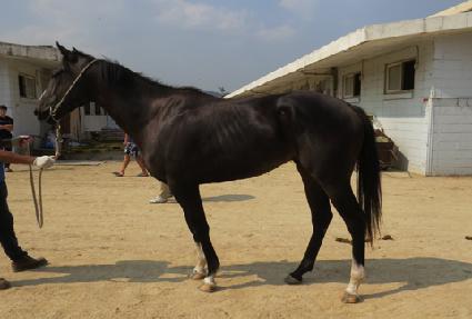 �Ӻ����� ����