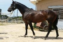 ��緺�� (GOLDEN REX) ����