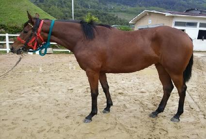 ���İ�� ����