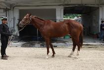 ŷ�����÷��� (KING EXPLOIT) ����