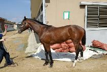 �������� (SUN LAZER) ����