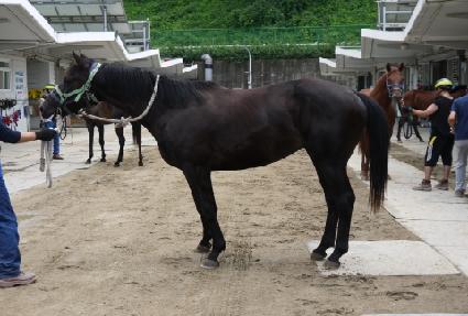 ���̾Ƹ��� ����