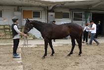 ������ (LEAD QUEEN) ����