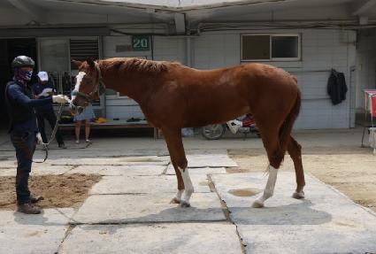 ��꿩�� ����