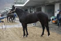 õ�� (CHEON YEONG) ����