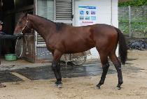 ����� (GUTONGSA) ����