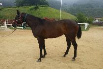 �������λ� (DALKOMHAN INSAENG) ����