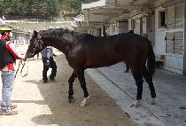 ����ƮŸ�� (GHOST TOWN) ����