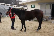 õ�� (CHEON YANG) ����