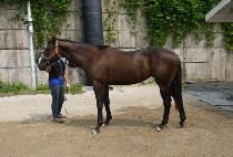 �۷ι��帲 (GLOBAL DREAM) ����