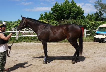 ����� ����