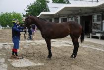 ���̾ƺ�� (DIA BROM) ����