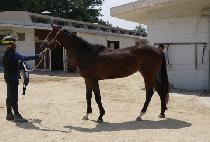 PYEONGCHON LION picture