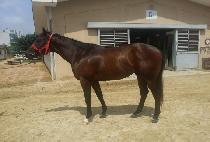 ��ȣ�ô� (DAEHO SIDAE) ����