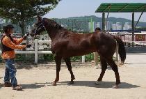 ��׺�� (GUINEVERE) ����