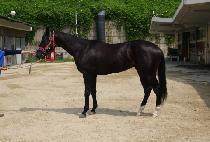 ��ǳ���� (JILPUNG DOKJU) ����